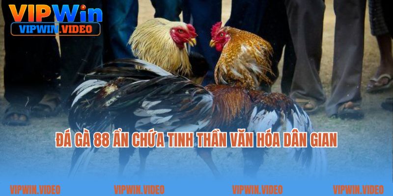 Đá gà 88 ẩn chứa tinh thần văn hóa dân gian
