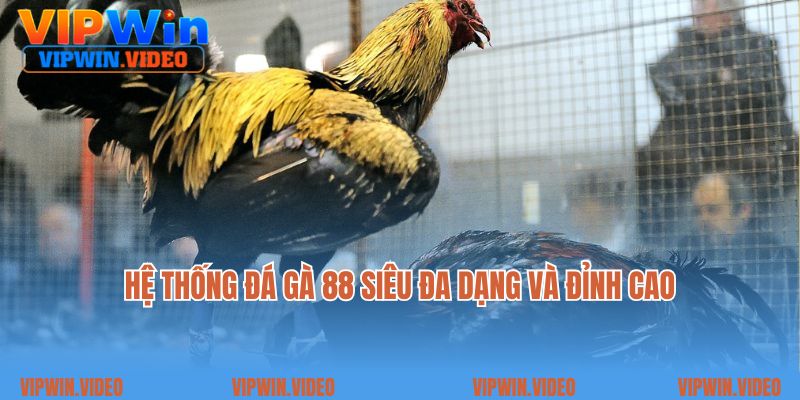 Hệ thống Đá gà 88 siêu đa dạng và đỉnh cao