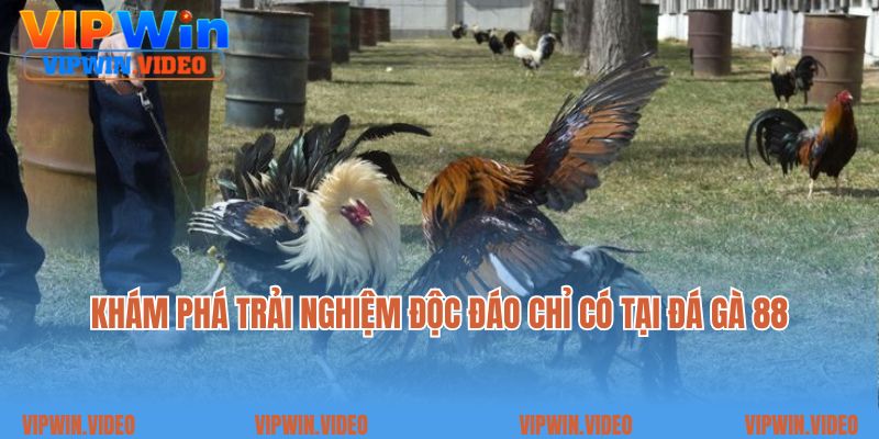 Khám phá trải nghiệm độc đáo chỉ có tại Đá gà 88