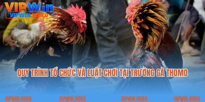 Quy trình tổ chức và luật chơi tại trường gà Thomo