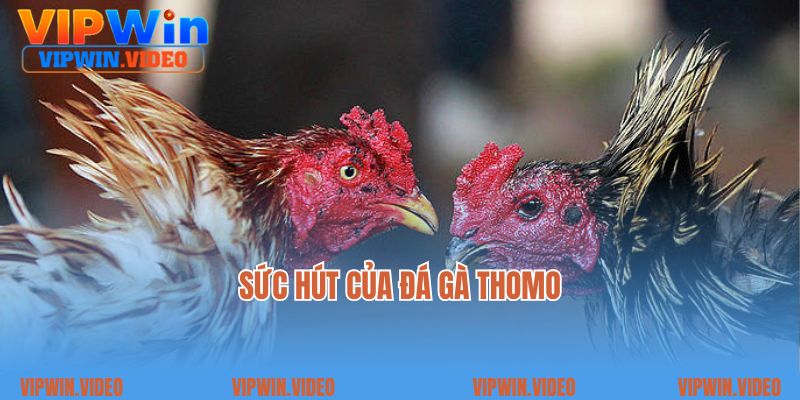Sức hút của đá gà Thomo