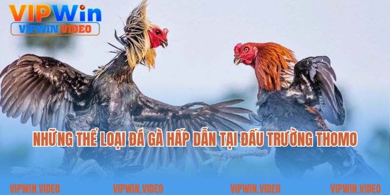 Những thể loại đá gà hấp dẫn tại đấu trường Thomo