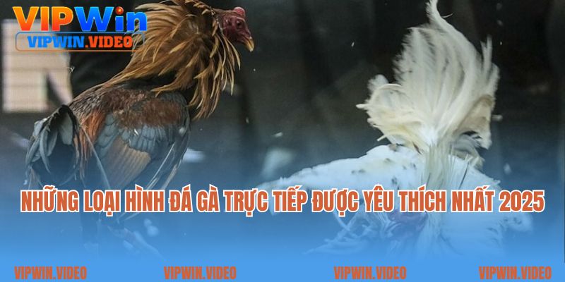 Những loại hình đá gà trực tiếp được yêu thích nhất 2025