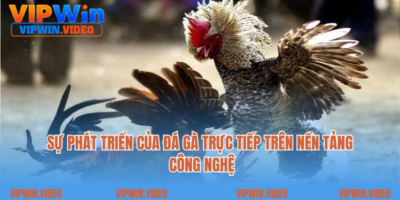 Sự phát triển của đá gà trực tiếp trên nền tảng công nghệ