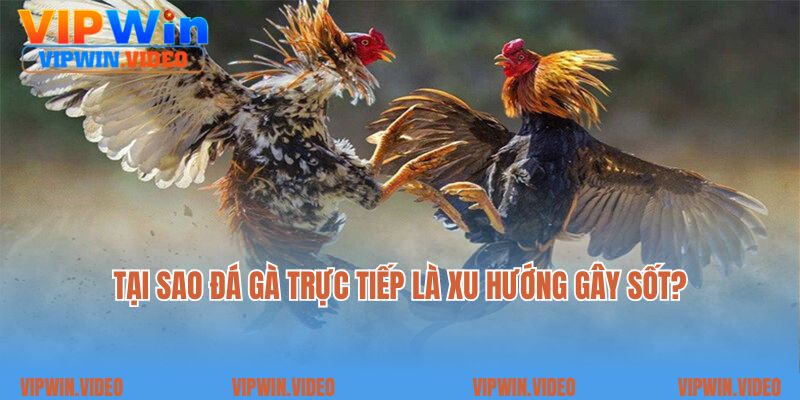 Tại sao đá gà trực tiếp là xu hướng gây sốt?