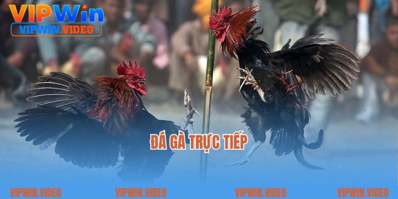 Đá Gà Trực Tiếp: Một Nét Văn Hóa Gây Sốt Giữa Kỷ Nguyên Số