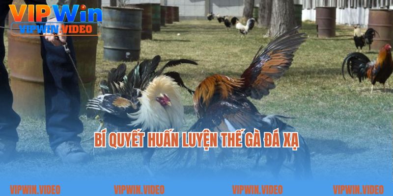 Bí quyết huấn luyện thế gà đá xạ