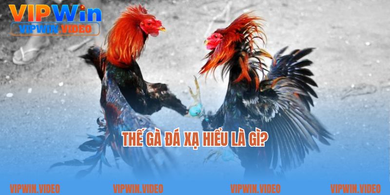 Thế gà đá xạ hiểu là gì?
