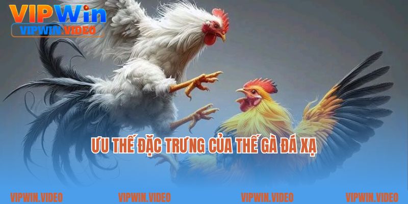 Ưu thế đặc trưng của thế gà đá xạ